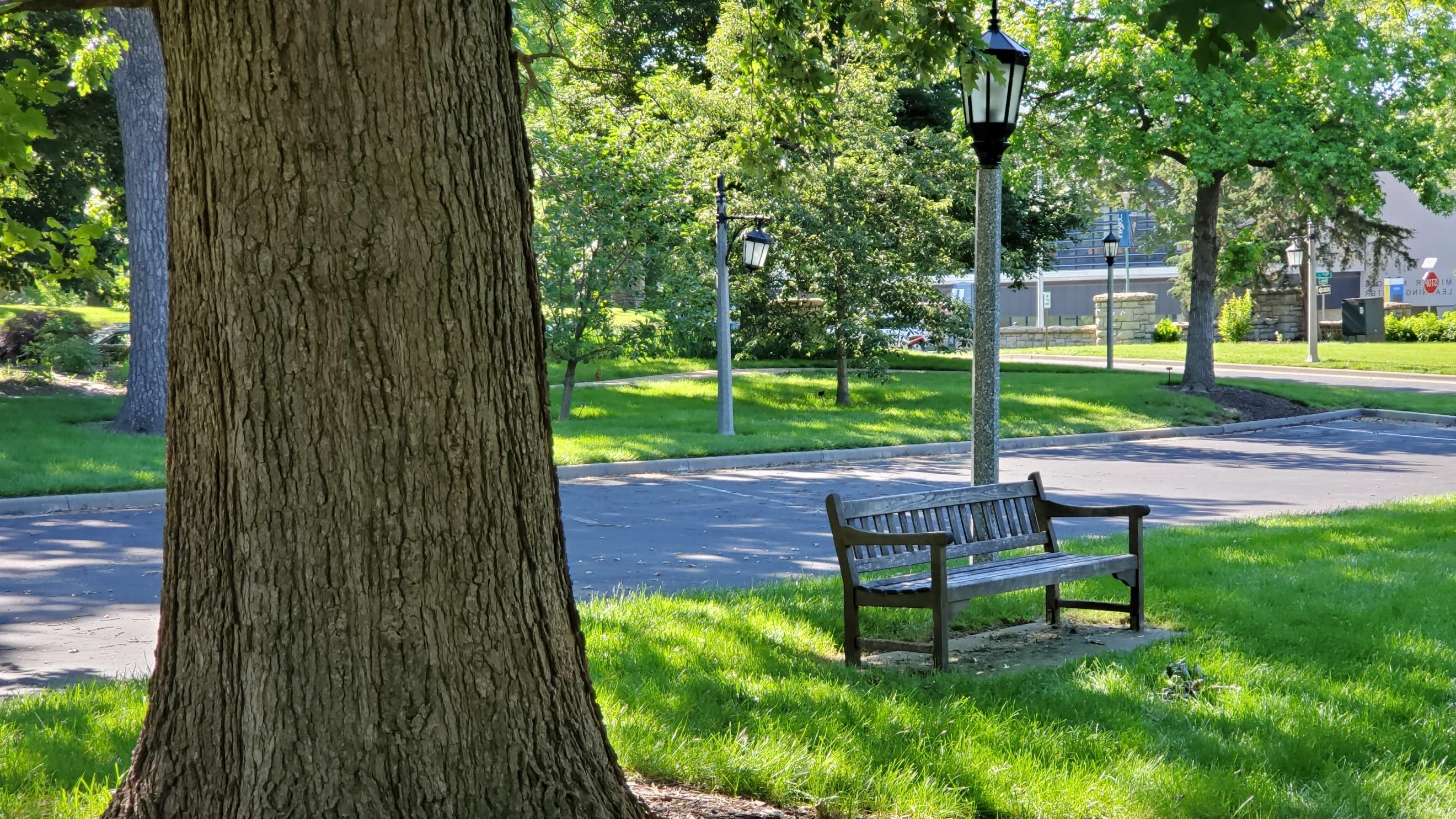Bench and greenery on campus